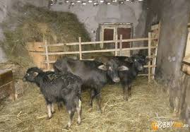 Viței de vânzare in categoria agro si industrie. Vand Vitei Bivol Hobby Zoo Ro