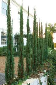 Put them in pots till i decide on their locations. Top Ten Conifers For Your Garden