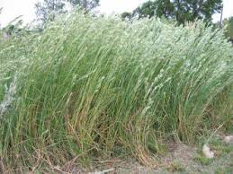 Image result for Andropogon ligulatus