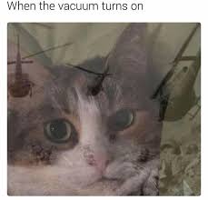 I've heard cats can be finicky. Weekly Ptsd Memebase Funny Memes