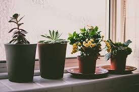 Tanaman ini banyak disukai oleh bibitonline.com (dimiliki oleh: Jenis Jenis Tanaman Hias Untuk Indoor Maupun Outdoor