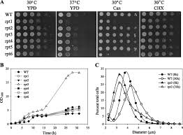 Proteasomes are large multisubunit proteases that are found in the cytosol, both free and attached to the endoplasmic reticulum, and in the nucleus of the proteasome. Functional Asymmetries Of Proteasome Translocase Pore Journal Of Biological Chemistry