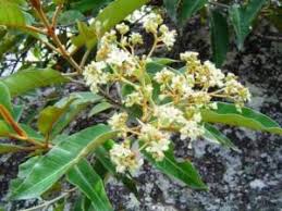 Image result for Rutidea fuscescens
