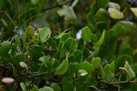 Image result for Scutia