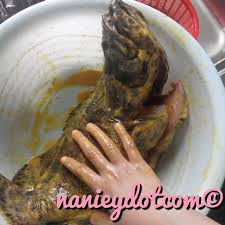 Siakap 3 rasa kap pun kapppp. Resepi Kerapu Tiga Rasa Mudah Nanieybarnieylurviey