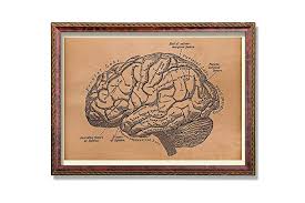 Amazon Com Brain Chart Print Anatomical Poster Anatomy Gift