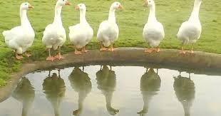 Pin By Kubra Cankaya On The Coop Pet Birds Barnyard Animals Goose