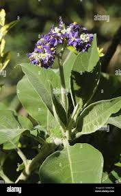 Image result for Adenostemma mauritianum