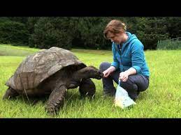 Jonathan St Helena S Ancient Tortoise Awaits Visitors Youtube