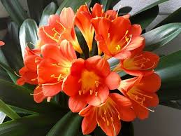 Image result for clivia