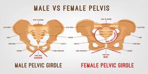 It is usually divided into two separate anatomic regions: Pelvic Anatomy Medictests