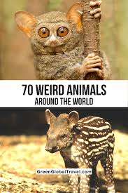 An Epic Guide To 70 Cool Weird Animals Around The World Weird Looking Animals Weird Animals Animals