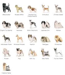 Image Detail For Smallest Dog Best Small Dog Breeds