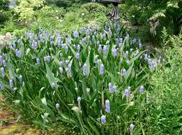 Image result for Pontederia