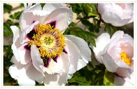 We did not find results for: Peony Care Guide How To Care For Peonies And Growing Tips Proflowers