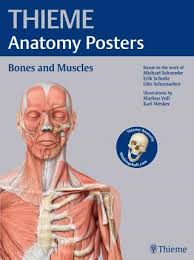 A regional atlas of the human body is sobotta, j. Persgravesgu Free Thieme Anatomy Posters Bones And Muscles Download Pdf Epub
