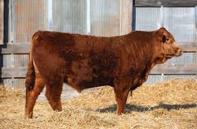 Effertz Key Ranch 47th Annual Bull Sale by LivestockDirect