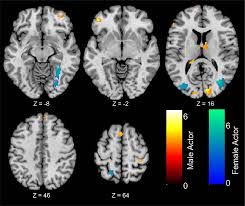 Understanding heterosexual womens erotic flexibility: the role of  attention in sexual evaluations and neural responses to sex