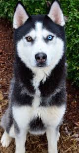  Dog Tattoo Ideas Dog Face Clipart Rescue Dog Aesthetic Female Dog Accessor Dogs V 2021 G Haski Shenki Sibirskie Haski Alyaskinskij Haski