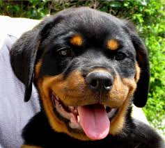 And remember, if you can't find the breed you're looking for on this page, consider browsing our puppies for sale or dogs for sale pages. Rottweiler Puppy Dog Portrait Free Stock Photo Public Domain Pictures