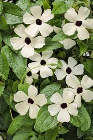 Image result for Thunbergia racemosa
