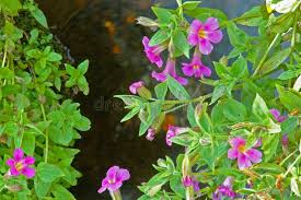 Image result for Phrymaceae