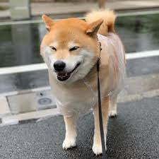 la imagen puede contener perro y exterior