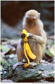 Monkey Eating Banana Google Search Eating Bananas Animals Kangaroo
