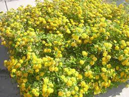 Yellow Lantana Ground Cover Yellow Lantana Ground Cover Lantana