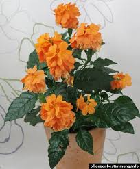 Vibrant orange flower spikes set against the dark glossy green leaves bring a tropical flair to the garden. Crossandra Infundibuliformis