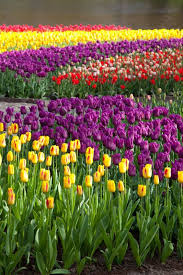 İbrahim soydan erden ile halil i̇brahim sofrası. Lale Devri Posts Facebook