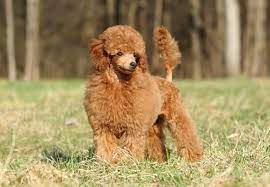 Toy Poodle