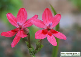 Image result for Freesia laxa