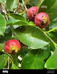 Image result for Psidium cattleianum