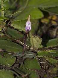 Image result for Disperis sp. nov. aff. bifida