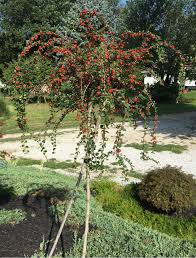 Image result for Cotoneaster