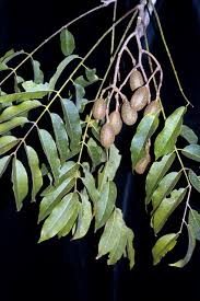 Image result for Cedrela