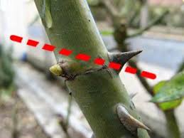 Taille D Un Rosier Au Dessus D Un Oeil Taille Rosier Jardinage Conseils De Jardinage