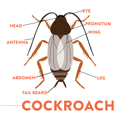 What Does A Cockroach Look Like Identify Cockroaches With This Helpful Diagram Cockroaches How To Get Rid Best Pest Control