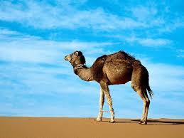 Camels can live without food and water for 8 days under temperatures of 50â° c. Pin On Camels