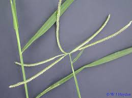 Image result for Chloris