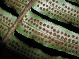 Image result for Lomariopsidaceae