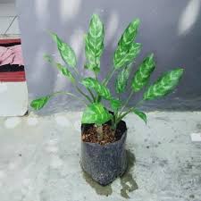 Gambar bunga yang cantik dan indah seperti bunga teratai, dahlia, aster, bakung, melati, mawar dan berbagai jenis gambar bunga ini cocok untuk kamu jadikan walpaper hape, laptop, dan. Jual Bunga Sri Rejeki Hijau Dewasa Isi 2 Kab Bekasi Sariasri Tokopedia