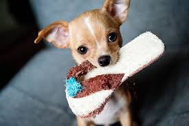 A subreddit all about chihuahuas. Chihuahua Welpen Wirklich Alles Was Du Uber Sie Wissen Musst