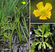 Image result for Ranunculus multifidus
