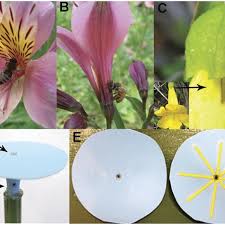Our options provide nectar from spring to fall. A Honey Bee Apis Mellifera Visiting Alstroemeria A Flower With A Download Scientific Diagram