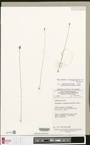 Image result for Burmannia madagascariensis