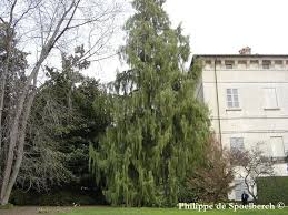 Image result for Cupressus funebris
