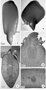 Image result for Chamaecrista plumosa