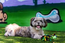 Maybe you would like to learn more about one of these? Exceptional Pets Linkedin